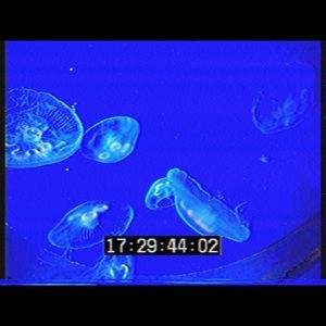 Meet your Posher, Benjamin